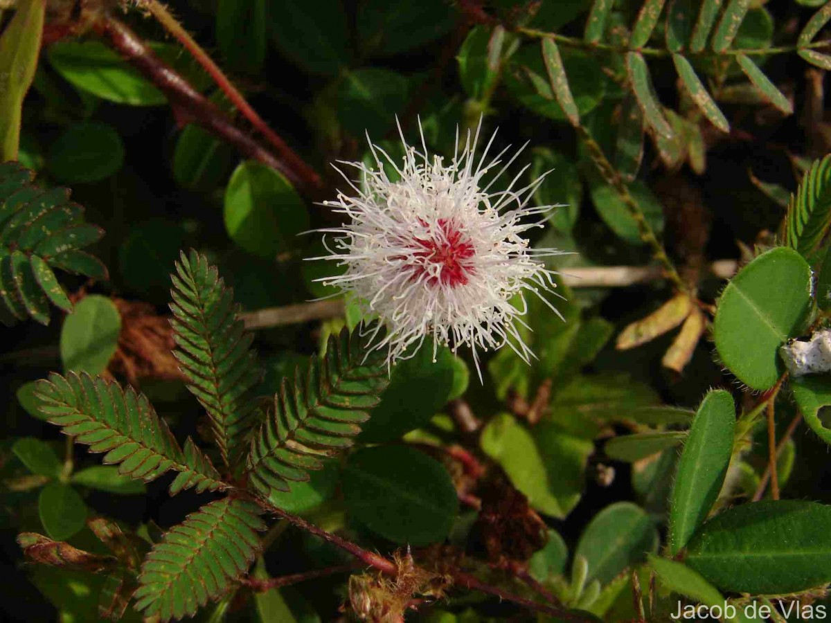 Mimosa pudica L.